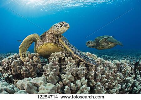 Picture - Green sea turtles (Chelonia mydas), an endangered species; Maui, Hawaii, United States of America. Fotosearch