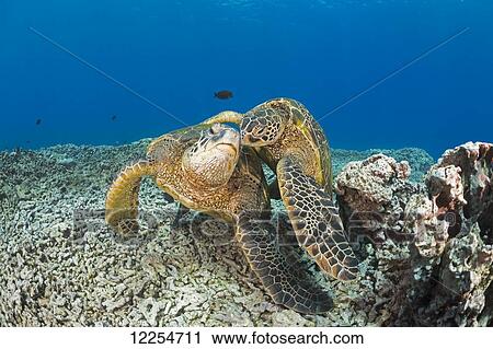 Green sea turtles (Chelonia mydas), an endangered species; Maui, Hawaii, United States of America View Large Photo Image Stock Image - Green sea turtles (Chelonia mydas), an endangered species; Maui, Hawaii, United States of America. Fotosearch