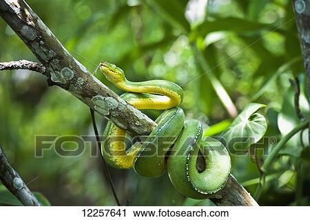 Stock Image - Green tree snake (Dendrelaphis punctulata); Madang Province, Papua New Guinea. Fotosearch