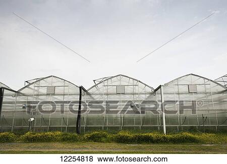 Stock Photo - Greenhouse for hydroponic cucumber production; Cordova, Maryland, United States of America. Fotosearch