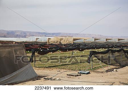 Greenhouses On A Kibbutz; Israel View Large Photo Image Stock Image - Greenhouses On A Kibbutz; Israel. Fotosearch