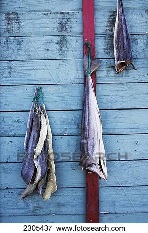 Greenland, Cod drying on outside of house; Nuuk View Large Photo Image Stock Photo - Greenland, Cod drying on outside of house; Nuuk. Fotosearch