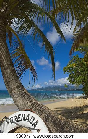 Grenada Life Buoy Leaning Against A Palm Tree On The Beach; Carriacou Island, Grenada View Large Photo Image Stock Photo - Grenada Life Buoy Leaning Against A Palm Tree On The Beach; Carriacou Island, Grenada. Fotosearch