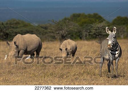 Grevy's Zebra and Southern White Rhino and baby in special rhino enclosure, Ol Pejeta Conservancy; Kenya View Large Photo Image Stock Image - Grevy's Zebra and Southern White Rhino and baby in special rhino enclosure, Ol Pejeta Conservancy; Kenya. Fotosearch