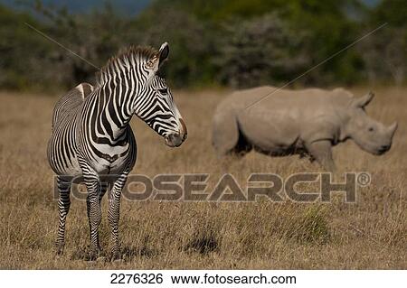 Grevy's Zebra and Southern White Rhino in special rhino enclosure, Ol Pejeta Conservancy; Kenya View Large Photo Image Stock Photograph - Grevy's Zebra and Southern White Rhino in special rhino enclosure, Ol Pejeta Conservancy; Kenya. Fotosearch