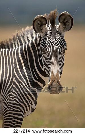 Grevy's Zebra, Ol Pejeta Conservancy; Kenya View Large Photo Image Picture - Grevy's Zebra, Ol Pejeta Conservancy; Kenya. Fotosearch