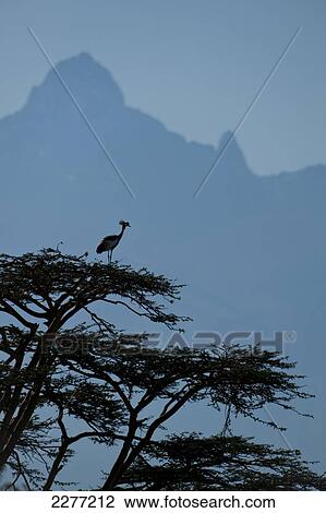 Stock Image - Grey Crowned Crane (Balearica regulorum) at top of tree in front of Mt Kenya, Ol Pejeta Conservancy; Kenya. Fotosearch