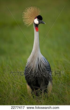 Grey Crowned Crane (Balearica regulorum), Ol Pejeta Conservancy; Kenya View Large Photo Image Stock Photo - Grey Crowned Crane (Balearica regulorum), Ol Pejeta Conservancy; Kenya. Fotosearch