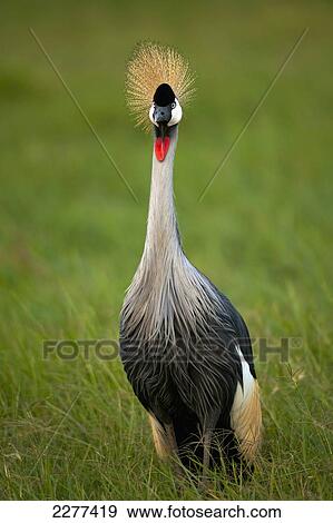 Stock Photo - Grey Crowned Crane (Balearica regulorum), Ol Pejeta Conservancy; Kenya. Fotosearch