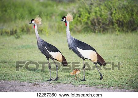 Grey Crowned Crane parents with newly hatched colt near Ndutu, Ngorongoro Crater Conservation Area; Tanzania View Large Photo Image Stock Image - Grey Crowned Crane parents with newly hatched colt near Ndutu, Ngorongoro Crater Conservation Area; Tanzania. Fotosearch