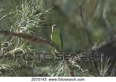 Stock Image - Grey-Headed Lovebird (Agapornis Canus), Ifaty, Toliara Province, Madagascar. Fotosearch