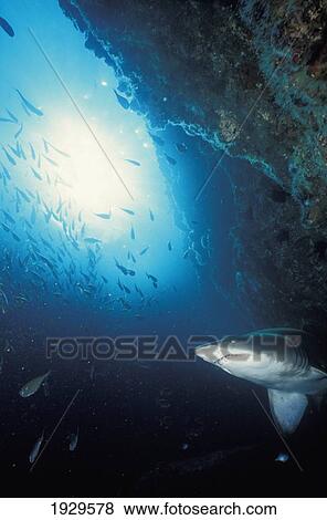 Grey nurse shark (Carcharias taurus) turning away from reef wall; South West Rocks, New South Wales, Australia View Large Photo Image Stock Photo - Grey nurse shark (Carcharias taurus) turning away from reef wall; South West Rocks, New South Wales, Australia. Fotosearch