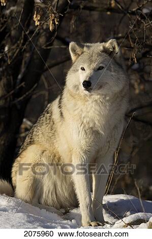 Stock Image - Grey Wolf (Canis Lupus) In Ecomuseum Zoo; Ste-Anne-De-Bellevue Quebec Canada. Fotosearch