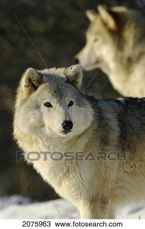 Stock Image - Grey Wolf (Canis Lupus) In Ecomuseum Zoo; Ste-Anne-De-Bellevue Quebec Canada. Fotosearch