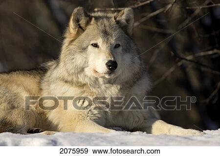 Stock Photo - Grey Wolf (Canis Lupus) In Ecomuseum Zoo; Ste-Anne-De-Bellevue Quebec Canada. Fotosearch