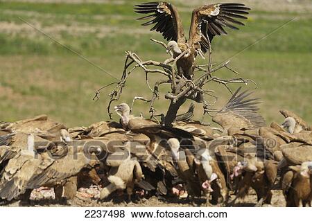 Stock Photo - Griffin Vulture (Gyps Fulvus) (Buitre Leonado) Feeding; Canete Le Real Malaga Spain. Fotosearch