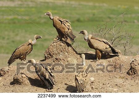 Stock Photo - Griffin Vultures (Gyps Fulvus) (Buitre Leonado); Canete Le Real Malaga Spain. Fotosearch