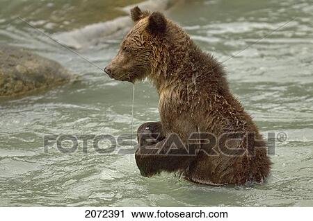 Grizzly Bear Cub Fishing In River View Large Photo Image Stock Image - Grizzly Bear Cub Fishing In River. Fotosearch