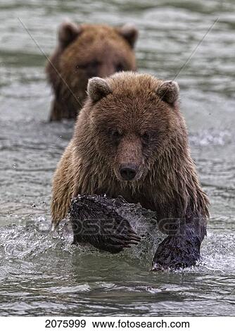 Stock Photo - Grizzly Bear Cubs Fishing In River. Fotosearch