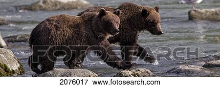 Stock Photo - Grizzly Bear Cubs Walking Along The River; Haines Alaska Usa. Fotosearch