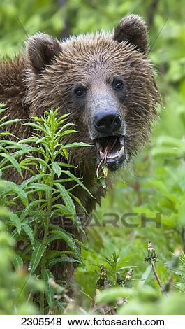 Stock Photo - Grizzly Bear Eating Dandelions; British Columbia Canada. Fotosearch