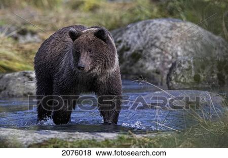 Stock Photo - Grizzly Bear Looking For Fish In Chilkoot River; Haines Alaska Usa. Fotosearch