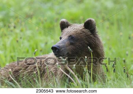 Stock Image - Grizzly Bear Lying In The Grass; British Columbia Canada. Fotosearch