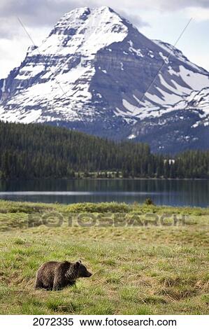 Grizzly Bear Near Bow Lake, Banff National Park, Alberta, Canada View Large Photo Image Stock Photography - Grizzly Bear Near Bow Lake, Banff National Park, Alberta, Canada. Fotosearch