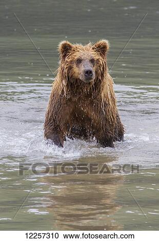 Stock Image - Grizzly bear standing in a river fishing for Chum Salmon near Chinitna Bay in Lake Clark National Park, Southcentral Alaska, Summer . Fotosearch