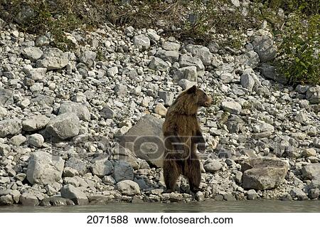 Grizzly Bear Standing On The Banks Of The South Nahanni River, Nahanni National Park, Northwest Territories View Large Photo Image Stock Photo - Grizzly Bear Standing On The Banks Of The South Nahanni River, Nahanni National Park, Northwest Territories. Fotosearch
