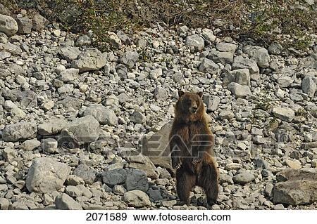 Grizzly Bear Standing On The Banks Of The South Nahanni River, Nahanni National Park, Northwest Territories View Large Photo Image Stock Photo - Grizzly Bear Standing On The Banks Of The South Nahanni River, Nahanni National Park, Northwest Territories. Fotosearch