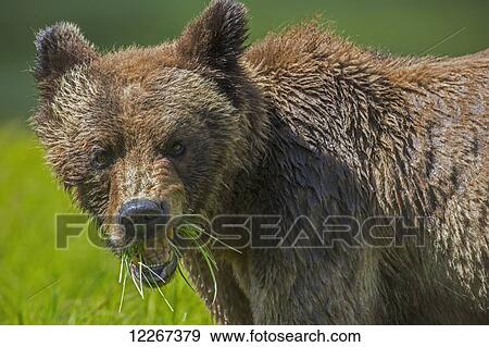 Stock Photo - Grizzly bear (urctus horribilus) eating sedge grass, Khutzymateen Bear Sanctuary; British Columbia, Canada. Fotosearch