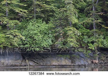 Picture - Grizzly bear (Ursus Arctos Horribilis) walking on shore, Khutzymateen Bear Sanctuary; British Columbia, Canada. Fotosearch