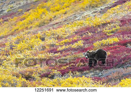 Grizzly bear (Ursus arctos horribilis) eating the last berries in autumn; Denali, Alaska, United States of America View Large Photo Image Stock Image - Grizzly bear (Ursus arctos horribilis) eating the last berries in autumn; Denali, Alaska, United States of America. Fotosearch