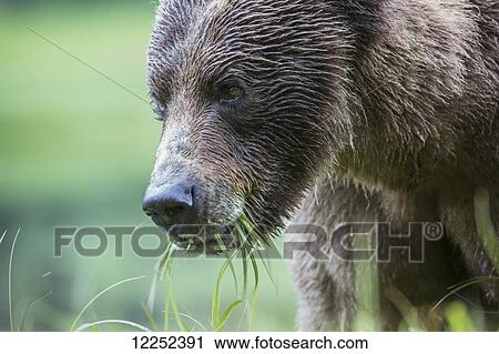 Grizzly Bear (Ursus Arctos Horribilis), Khutzymateen Sanctuary, near Prince Rupert; British Columbia, Canada View Large Photo Image Stock Image - Grizzly Bear (Ursus Arctos Horribilis), Khutzymateen Sanctuary, near Prince Rupert; British Columbia, Canada. Fotosearch