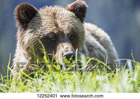 Grizzly Bear (Ursus Arctos Horribilis), Khutzymateen Sanctuary, near Prince Rupert; British Columbia, Canada View Large Photo Image Stock Image - Grizzly Bear (Ursus Arctos Horribilis), Khutzymateen Sanctuary, near Prince Rupert; British Columbia, Canada. Fotosearch