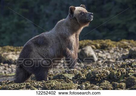 Stock Image - Grizzly Bear (Ursus Arctos Horribilis), Khutzymateen Sanctuary, near Prince Rupert; British Columbia, Canada. Fotosearch
