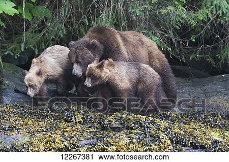 Stock Image - Grizzly bear (Ursus Arctos Horribilis) and her cubs walking along the shore, Khutzymateen Bear Sanctuary; British Columbia, Canada. Fotosearch