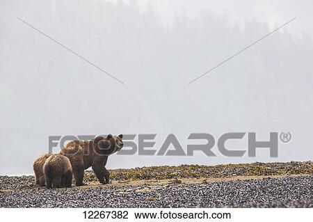 Stock Image - Grizzly bear (Ursus arctos horribilis) and her cubs walking along the shore in the mist, Khutzymateen Bear Sanctuary; British Columbia, Canada. Fotosearch