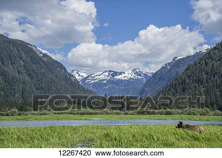 Grizzly bear (Ursus arctos horribilis) walking in sedge grass, Khutzymateen Bear Sanctuary; British Columbia, Canada View Large Photo Image Stock Image - Grizzly bear (Ursus arctos horribilis) walking in sedge grass, Khutzymateen Bear Sanctuary; British Columbia, Canada. Fotosearch