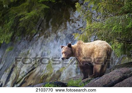 Grizzly Bear (Ursus Arctos Horribilis) Emerges From The Forest At The Khutzeymateen Grizzly Bear Sanctuary Near Prince Rupert; British Columbia Canada View Large Photo Image Stock Image - Grizzly Bear (Ursus Arctos Horribilis) Emerges From The Forest At The Khutzeymateen Grizzly Bear Sanctuary Near Prince Rupert; British Columbia Canada. Fotosearch