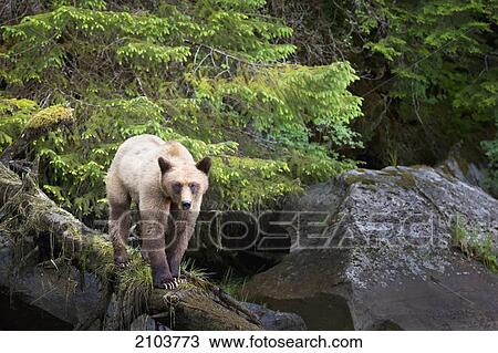 Stock Image - Grizzly Bear (Ursus Arctos Horribilis) Walking Down A Fallen Tree At The Khutzeymateen Grizzly Bear Sanctuary Near Prince Rupert; British Columbia Canada. Fotosearch