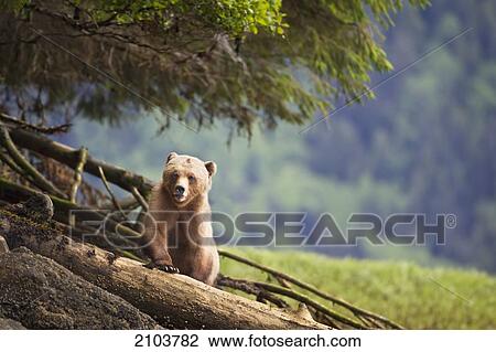 Stock Image - Grizzly Bear (Ursus Arctos Horribilis) Walking Over Logs At The Khutzeymateen Grizzly Bear Sanctuary Near Prince Rupert; British Columbia Canada. Fotosearch