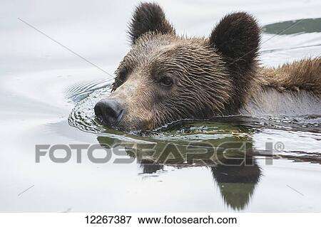 Grizzly bear (Ursus Arctos Horribilis) swimming across the river, Khutzymateen Bear Sanctuary, near Prince Rupert; British Columbia, Canada View Large Photo Image Stock Photo - Grizzly bear (Ursus Arctos Horribilis) swimming across the river, Khutzymateen Bear Sanctuary, near Prince Rupert; British Columbia, Canada. Fotosearch