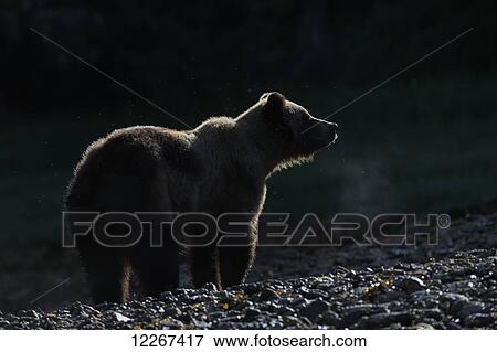 Grizzly bear (Ursus arctos horribilis) at sunrise, Khutzymateen Bear Sanctuary; British Columbia, Canada View Large Photo Image Stock Photo - Grizzly bear (Ursus arctos horribilis) at sunrise, Khutzymateen Bear Sanctuary; British Columbia, Canada. Fotosearch