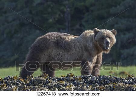 Stock Photo - Grizzly bear (Ursus arctos horribilis) at sunrise, Khutzymateen Bear Sanctuary; British Columbia, Canada. Fotosearch