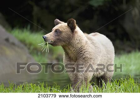 Stock Photo - Grizzly Bear (Ursus Arctos Horribilis) Eating Grass At The Khutzeymateen Grizzly Bear Sanctuary Near Prince Rupert; British Columbia Canada. Fotosearch