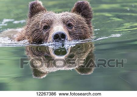 Stock Photograph - Grizzly bear (Ursus Arctos Horribilis) swimming across the river, Khutzymateen Bear Sanctuary, near Prince Rupert; British Columbia, Canada. Fotosearch