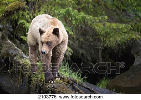 Grizzly Bear (Ursus Arctos Horribilis) Walking Down A Fallen Tree At The Khutzeymateen Grizzly Bear Sanctuary Near Prince Rupert; British Columbia Canada View Large Photo Image Stock Photograph - Grizzly Bear (Ursus Arctos Horribilis) Walking Down A Fallen Tree At The Khutzeymateen Grizzly Bear Sanctuary Near Prince Rupert; British Columbia Canada. Fotosearch