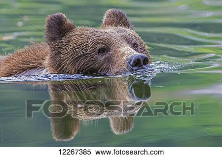 Grizzly bear (Ursus Arctos Horribilis) swimming across the river, Khutzymateen Bear Sanctuary, near Prince Rupert; British Columbia, Canada View Large Photo Image Stock Photography - Grizzly bear (Ursus Arctos Horribilis) swimming across the river, Khutzymateen Bear Sanctuary, near Prince Rupert; British Columbia, Canada. Fotosearch